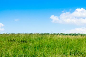Ein grünes Feld auf einem Hügel wächst gen strahlend blauem Himmel