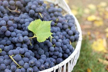 harvested crop of ripe fruit/ full wicker basket of dark grapes with a green leaf on top