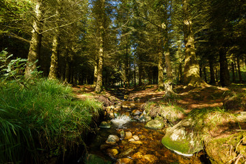 Fototapeta na wymiar Creek in the Scandinavian forest