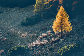 larice al tramonto © Silvano Rebai