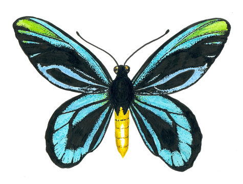 Queen Alexandra' s birdwing butterfly.