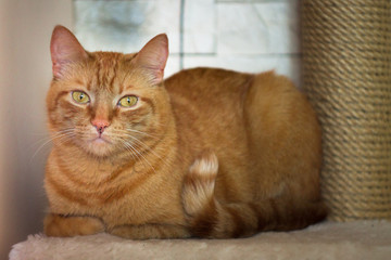 One orange cat looking sad