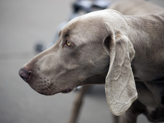 Weimaraner dog