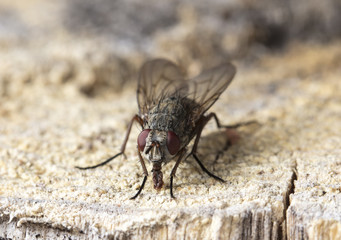 fly tachinidae
