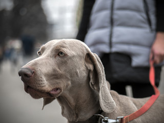 girl at the park with dog weimaraner