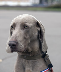 A beautiful image of a male weimaraner