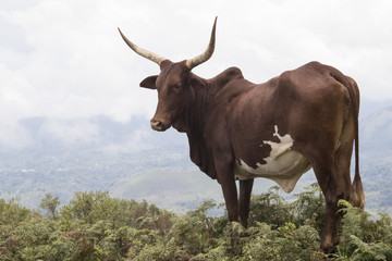 CAMEROON COW