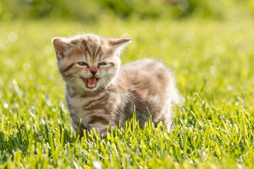 Young cat meowing in grass