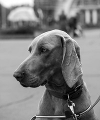 Black and white dog Weimaraner portrait