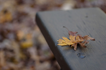 two oak leaves on park bench in fall