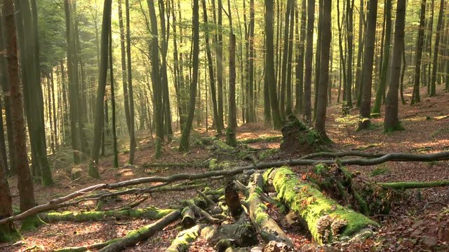Buchenwald in Herbstfärbung mit Sonnenstrahlen im Spessart, Herbst, Laubwald, Wald, Laubbäume, 4K
