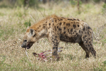 Hyena South Africa