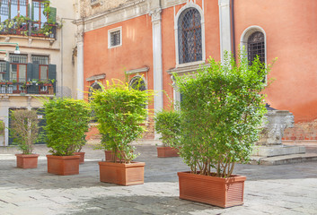 Fototapeta na wymiar decorative bushes in flowerpots