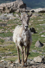 Naklejka na ściany i meble Colorado Rocky Mountain Bighorn Sheep