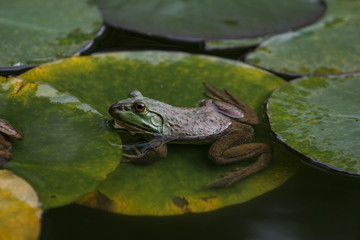 A frog in a pond with lily leaves