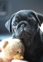Little black pug puppy