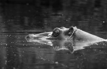 Fototapeta premium HIPPOPOTAMUS AMPHIBIUS, South Africa
