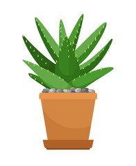 Aloe vera in flower pot