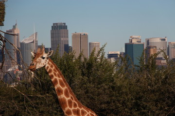 Fototapeta premium Tarango Zoo Sydney Australien