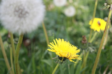 Löwenzahn, Sommer Dandelion