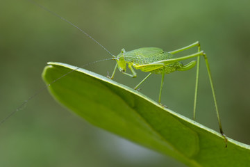 Image of family Tettigoniidae(Mirollia hexapinna) are commonly called katydids or bush-crickets on green leaves. Insect. Animal