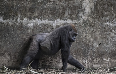 Cameroon Gorilla