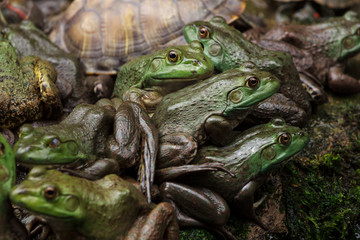Frogs sitting together