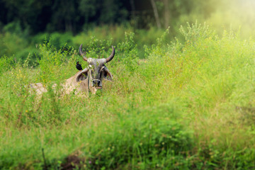 Image of brown cow relax on nature background. Animal farm.