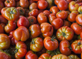 Fresh tomatoes. Red tomatoes. Village market organic tomatoes. Qualitative background from tomatoes.