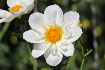 Blüte