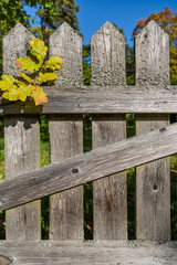Fototapeta premium Oak Tree Leaves On Old Wooden Fence in Autumn