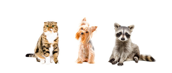 Cat, dog and raccoon sitting together, isolated on white background