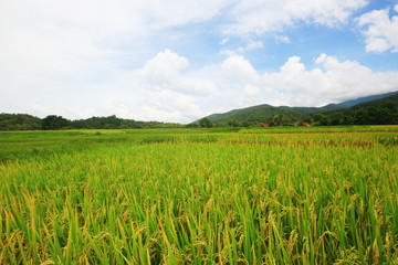 Rice field on terrace hillside in NAN, Thailand. natural landscape of rice farm. cultivation agriculture