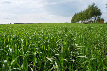 empty green grass field panorama