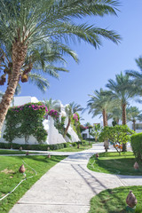 palm trees road in park