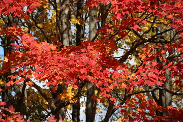 Fall Colors in Michigan