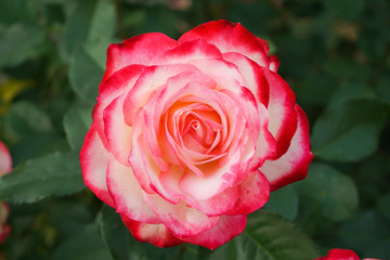 赤、ピンク、白のグラデーションの美しいバラ