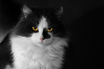 A beautiful and fluffy pet cat. Large black and white, beautiful color