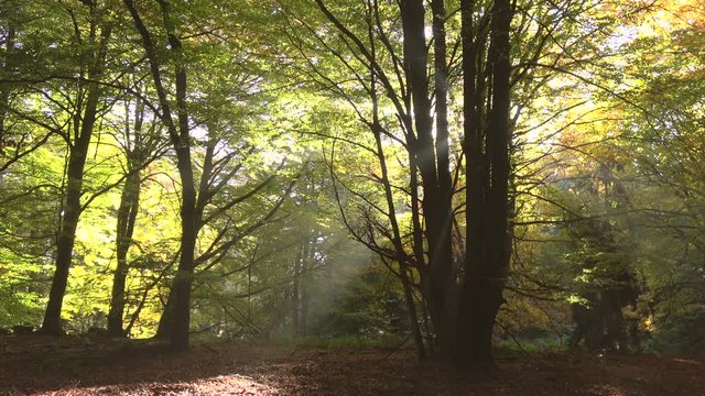 Buchenwald in Herbstfärbung mit Sonnenstrahlen im Spessart, Herbst, Laubwald, Wald, Laubbäume, 4K