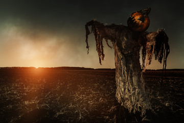scarecrow pumpkin field