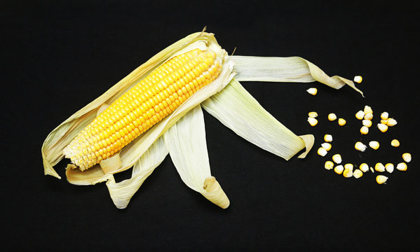 organic yellow sweet corn