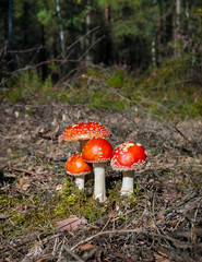 Fly Agaric (Amanita muscaria) poisonous mushrooms in autumn forest.