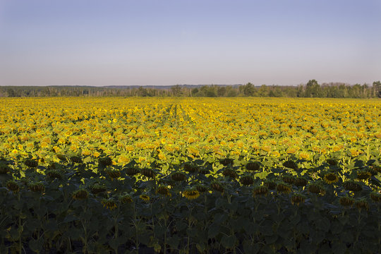 a man in a yellow T-shirt makes a photo of a field of sunflowers at sunrise