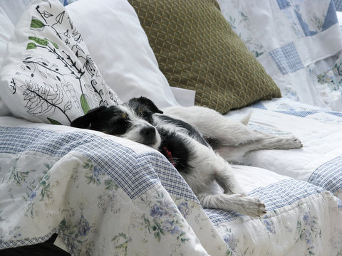 Cute Dog Fast Asleep And Very Relaxed On A Sofa With A Patchwork Throw And Cushions In Natural Sunlight.