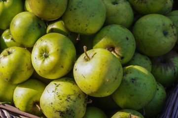 Windfall apples collected together in a pile before being cleaned. Autumn (fall) harvest. Strong natural autumnal light on a crisp autumn day. Close up.