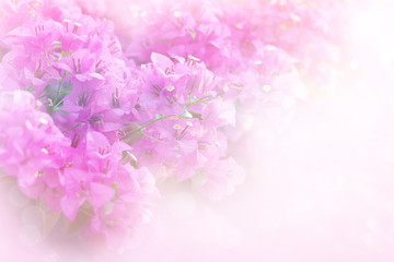 Fototapeta na wymiar soft pink and purple Bougainvillea flower with filter soft background,copy space 