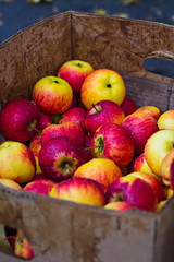 Apples in a cardboard box.