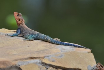 Agama mwanzae ou Agama lionotus, lézard à la tête rouge et au corps bleu marine, Kenya