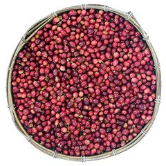 Red Coffee Beans Ripening in bamboo basket containing, picked red ripen arabica coffee berries cherries