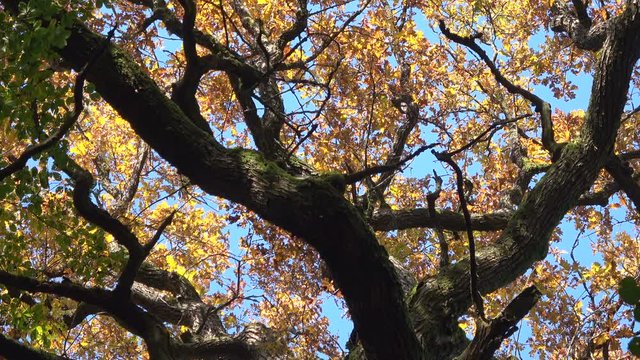 Eichenbaum im Herbst, Herbstf&auml;rbung, Herbstlaub, Quercus, Eiche, &Auml;ste, bunte Bl&auml;tter, Spessart, 4K